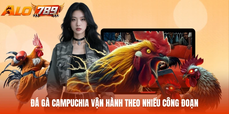 Đá gà Campuchia vận hành theo nhiều công đoạn