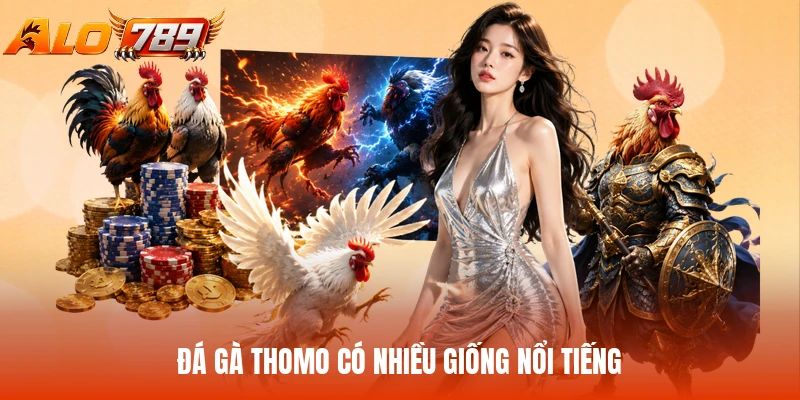 Đá gà Thomo có nhiều giống nổi tiếng